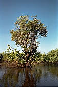 Tonle Sap - Kampong Phluk - Flooded mangrove forest